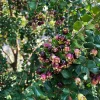 Blueberry Guava Live Plant – Luma Apiculata – 3 Gallon Pot - Image 1