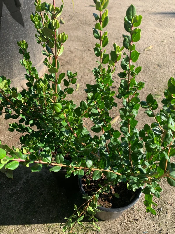 Blueberry Guava Live Plant – Luma Apiculata Shrub – 6 inch Pot – Outdoor Blueberry Guava Live Plant – Luma Apiculata Shrub – 6 inch Pot – Outdoor - Image 3