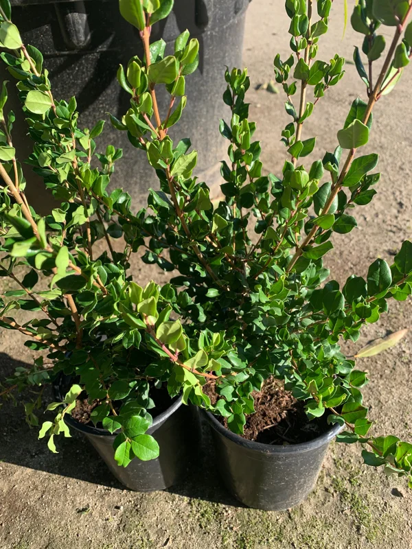 Blueberry Guava Live Plant – Luma Apiculata Shrub – 6 inch Pot – Outdoor Blueberry Guava Live Plant – Luma Apiculata Shrub – 6 inch Pot – Outdoor - Image 4