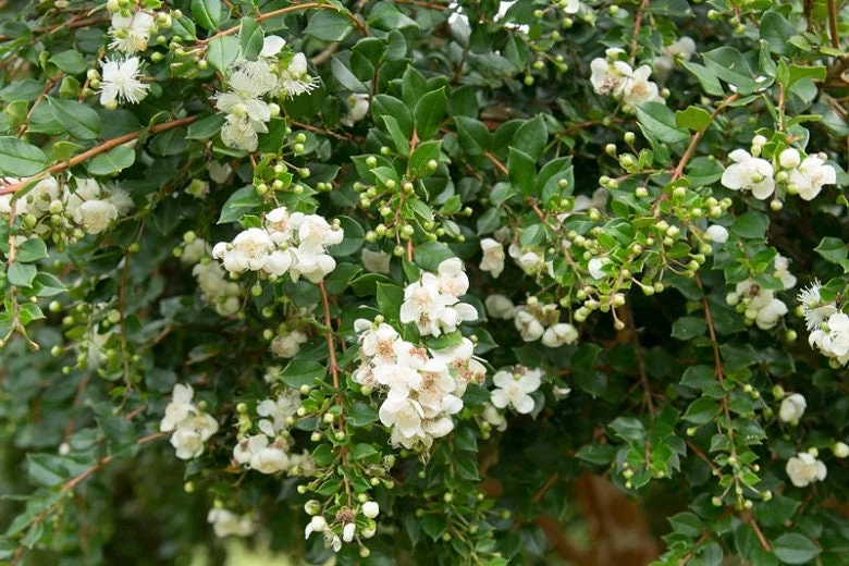 Blueberry Guava Live Plant – Luma Apiculata Shrub – 6 inch Pot – Outdoor Blueberry Guava Live Plant – Luma Apiculata Shrub – 6 inch Pot – Outdoor - Image 5