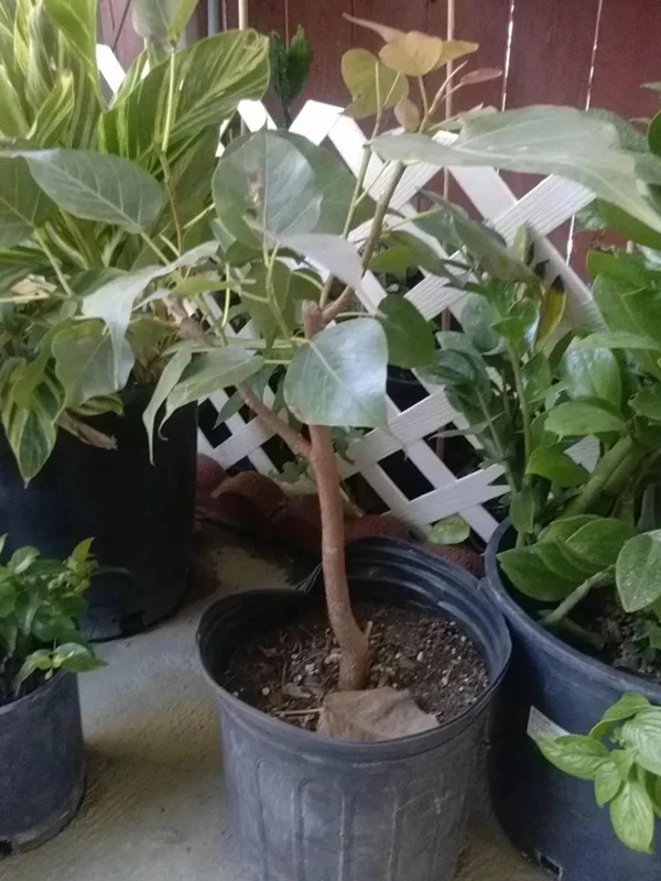 Bodhi Plant Ficus Religiosa Live Tree - 2-3 Feet Tall - Sacred Fig - Image 2
