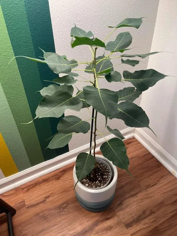 Bodhi Plant Ficus Religiosa Live Tree - 2-3 Feet Tall - Sacred Fig Bodhi Plant Ficus Religiosa Live Tree - 2-3 Feet Tall - Sacred Fig - Image 3