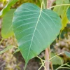 Bodhi Plant Ficus Religiosa Live Tree - 2-3 Feet Tall - Sacred Fig - Image 1