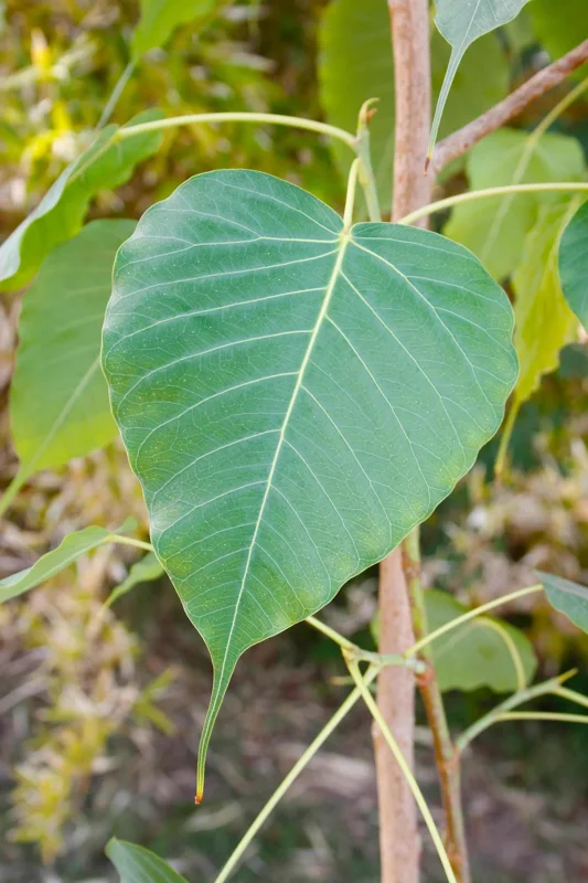 Bodhi Plant Ficus Religiosa Live Tree - 2-3 Feet Tall - Sacred Fig - Image 1