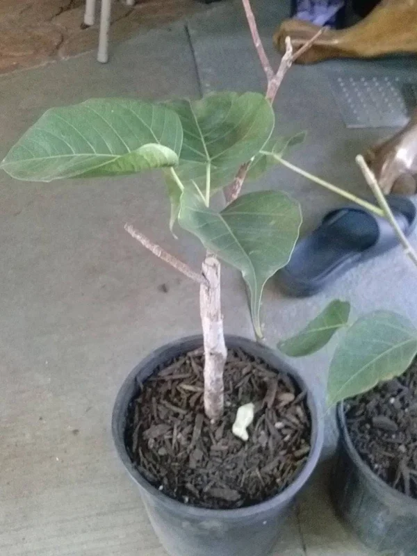 Bodhi Tree Live Plant - Ficus religiosa - 1 ft Tall in 6" Pot - Sacred Fig - Image 2