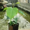 Bodhi Tree Live Plant - Ficus religiosa - 1 ft Tall in 6" Pot - Sacred Fig - Image 1