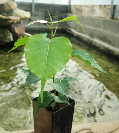 Bodhi Tree Live Plant - Ficus religiosa - 1 ft Tall in 6" Pot - Sacred Fig - Image 1