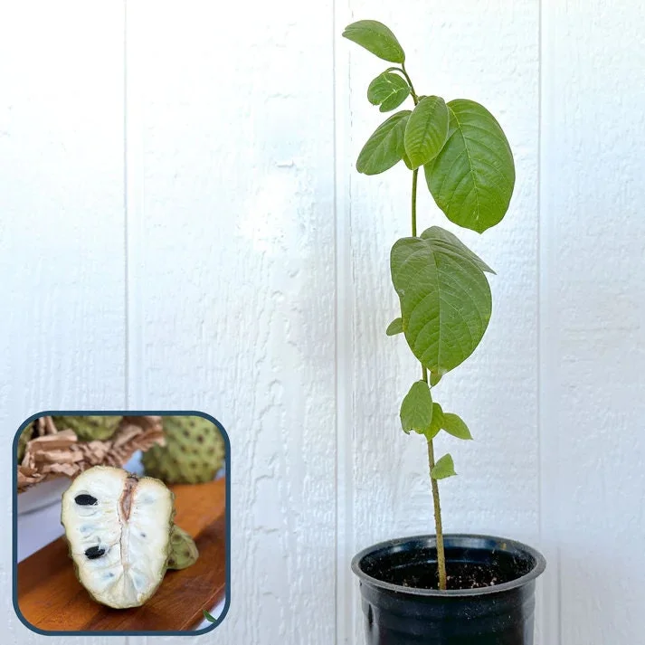 Booth Cherimoya Seedling - Live Plant - 2 Feet Tall - Fruit Tree - Image 1