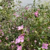 Boronia crenulata 'Shark Bay' Live Plant – 2ft Tall in 3 Gallon Pot – Outdoor Shrub Boronia crenulata 'Shark Bay' Live Plant – 2ft Tall in 3 Gallon Pot – Outdoor Shrub - Image 1