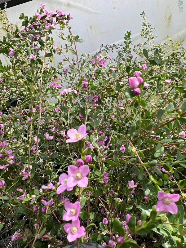 Boronia crenulata 'Shark Bay' Live Plant – 2ft Tall in 3 Gallon Pot – Outdoor Shrub - Image 1