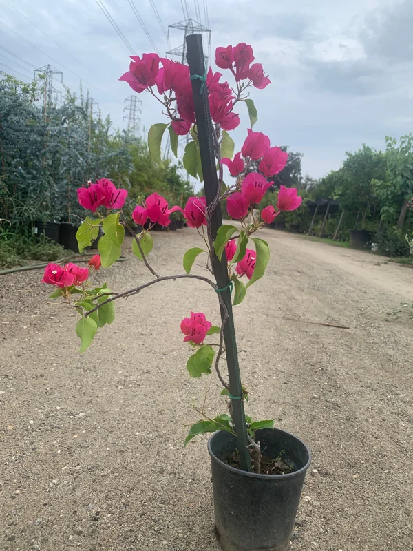 Bougainvillea Barbara Karst Live Plant – 1 Foot Tall – Ships in 6 Inch Pot – Outdoor Shrub - Image 2