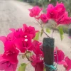 Bougainvillea Barbara Karst Live Plant – 1 Foot Tall – Ships in 6 Inch Pot – Outdoor Shrub - Image 1