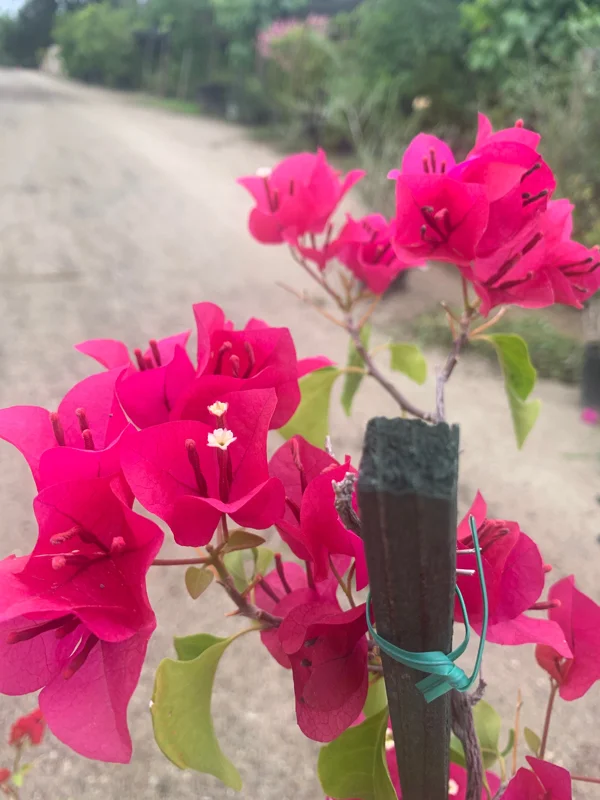 Bougainvillea Barbara Karst Live Plant – 1 Foot Tall – Ships in 6 Inch Pot – Outdoor Shrub - Image 1