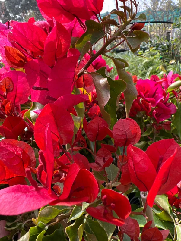 Bougainvillea Live Plant – 2ft Tall – 1 Gallon Pot – Outdoor Flowering Vine - Image 2