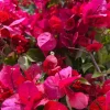 Bougainvillea Live Plant – 2ft Tall – 1 Gallon Pot – Outdoor Flowering Vine - Image 1