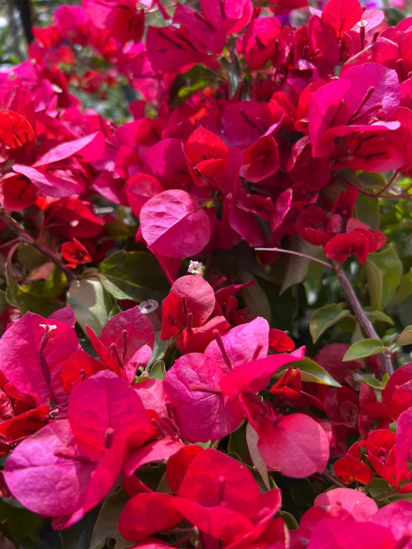 Bougainvillea Live Plant – 2ft Tall – 1 Gallon Pot – Outdoor Flowering Vine - Image 1