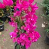 Bougainvillea Miami Pink Live Plant – 2 Feet Tall, 3 Gallon Pot, Outdoor Shrub Bougainvillea Miami Pink Live Plant – 2 Feet Tall, 3 Gallon Pot, Outdoor Shrub - Image 1