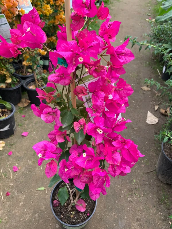 Bougainvillea Miami Pink Live Plant – 2 Feet Tall, 3 Gallon Pot, Outdoor Shrub - Image 1