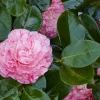 Camellia 'Carter's Sunburst' Live Plant – 1ft Tall, 6 inch Pot – Outdoor Shrub - Image 1
