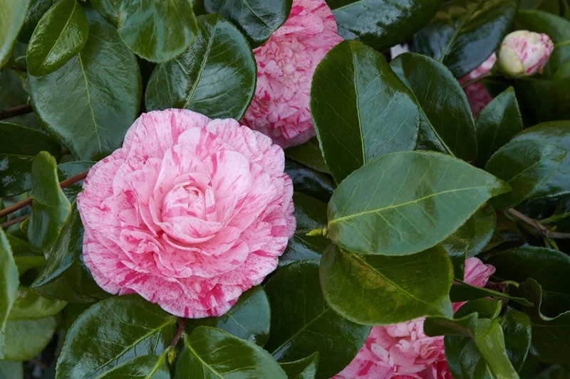 Camellia 'Carter's Sunburst' Live Plant – 1ft Tall, 6 inch Pot – Outdoor Shrub - Image 1