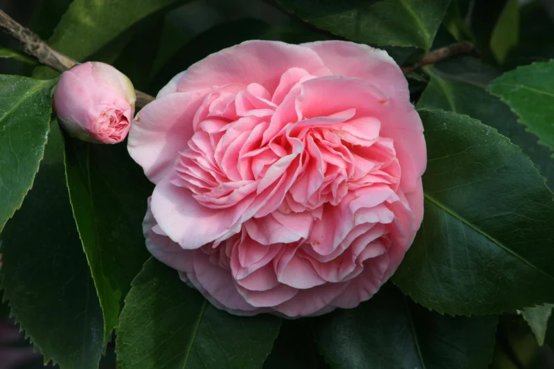 Camellia 'Debutante' Live Plant – 1ft Tall, 6" Pot – Outdoor Shrub - Image 1