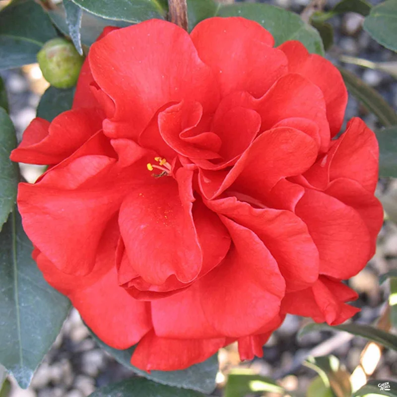Camellia Japonica 'Tom Knudsen' Live Plant – 1ft Tall, 6in Pot – Outdoor Shrub - Image 1