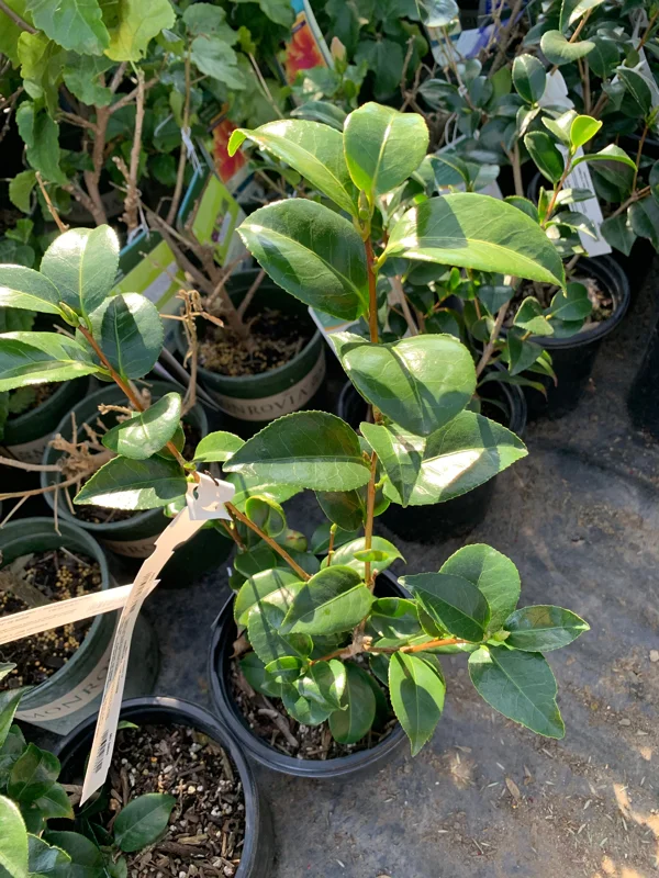 Camellia Japonica 'Tom Knudsen' Live Plant – 1ft Tall, 6in Pot – Outdoor Shrub - Image 2