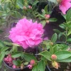 Camellia Sasanqua 'Chansonette' Live Plant – 6 inch Pot – Outdoor Shrub - Image 1