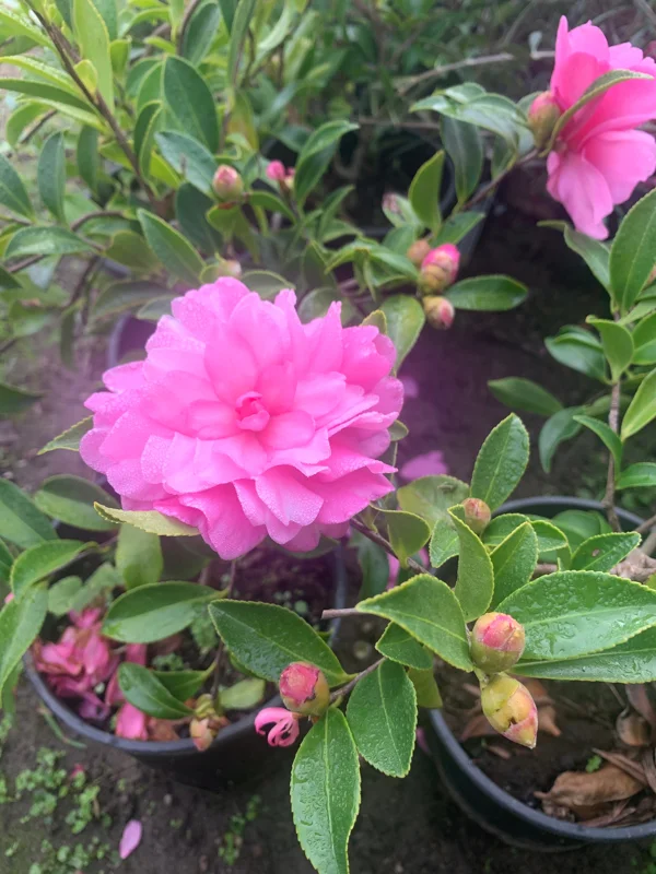 Camellia Sasanqua 'Chansonette' Live Plant – 6 inch Pot – Outdoor Shrub - Image 1