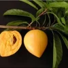 Canistel Live Plant - 3 to 4 feet Tall Tropical Fruit Tree in 7-Gallon Pot Canistel Live Plant - 3 to 4 feet Tall Tropical Fruit Tree in 7-Gallon Pot - Image 1