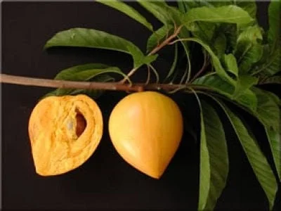 Canistel Live Plant - 3 to 4 feet Tall Tropical Fruit Tree in 7-Gallon Pot - Image 1
