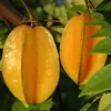 Carambola Live Plant – Star Fruit Tree – 3-4 ft Tall – Ships in 3 Gallon Pot – Outdoor - Image 1