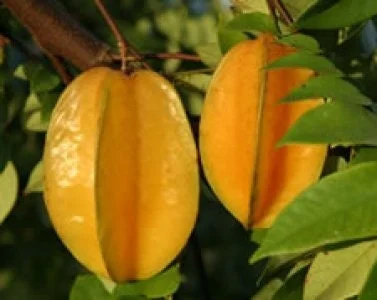 Carambola Live Plant – Star Fruit Tree – 3-4 ft Tall – Ships in 3 Gallon Pot – Outdoor - Image 1