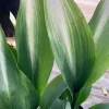 Cast Iron Variegated 'Asahi' Live Plant – 6 inch Pot – Indoor/Outdoor Cast Iron Variegated 'Asahi' Live Plant – 6 inch Pot – Indoor/Outdoor - Image 1