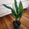 Cast Iron Variegated 'Okame' Live Plant - 6 inch Pot, Indoor/Outdoor Cast Iron Variegated 'Okame' Live Plant - 6 inch Pot, Indoor/Outdoor - Image 1