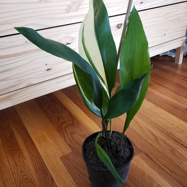 Cast Iron Variegated 'Okame' Live Plant - 6 inch Pot, Indoor/Outdoor - Image 1