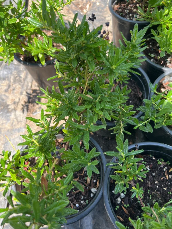 Ceanothus Concha Live Plant - California Lilac, 1ft Tall, 6" Pot, Outdoor Shrub - Image 2