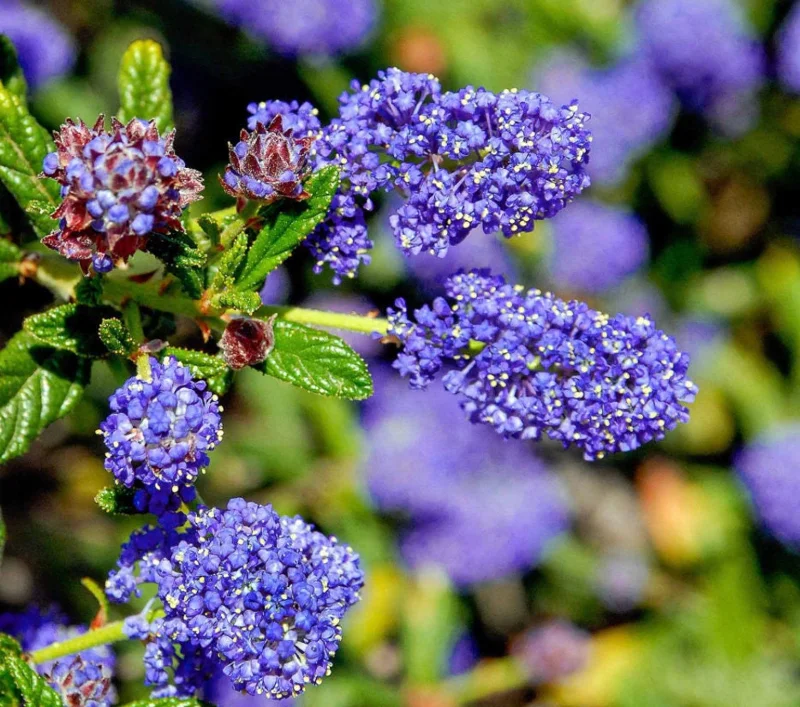 Ceanothus Concha Live Plant - California Lilac, 1ft Tall, 6" Pot, Outdoor Shrub - Image 1
