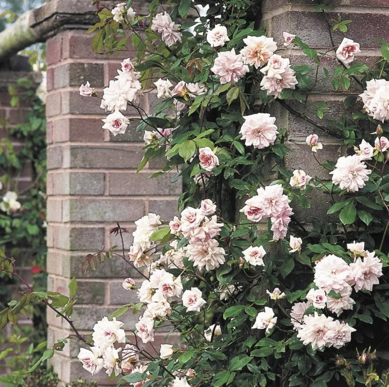 Cecile Brunner Climbing Rose Live Plant – 6 inch Pot – Outdoor Shrub - Image 2