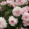 Cecile Brunner Climbing Rose - Live Plant, 6 inch Pot, Outdoor - Image 1
