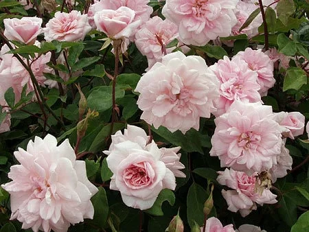 Cecile Brunner Climbing Rose - Live Plant, 6 inch Pot, Outdoor - Image 1