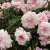 Cecile Brunner Climbing Rose Live Plant – 6 inch Pot – Outdoor Shrub - Image 1