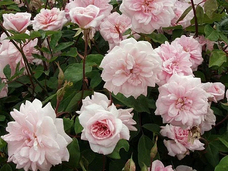 Cecile Brunner Climbing Rose Live Plant – 6 inch Pot – Outdoor Shrub - Image 1