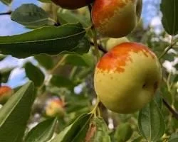 Chico Jujube Tree - Live Plant - Sweet, Early Fruiting - 3-4 Ft Tall - 3 Gallon Pot - Image 2