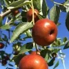 Chico Jujube Tree - Live Plant - Sweet, Early Fruiting - 3-4 Ft Tall - 3 Gallon Pot - Image 1