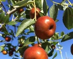 Chico Jujube Tree - Live Plant - Sweet, Early Fruiting - 3-4 Ft Tall - 3 Gallon Pot - Image 1