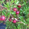 Chilean Guava Live Plant - Ugni molinae Starter - 4-6" Tall in 6" Pot - Image 1