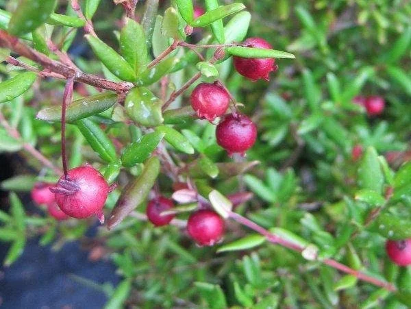 Chilean Guava Live Plant - Ugni molinae Starter - 4-6" Tall in 6" Pot - Image 1