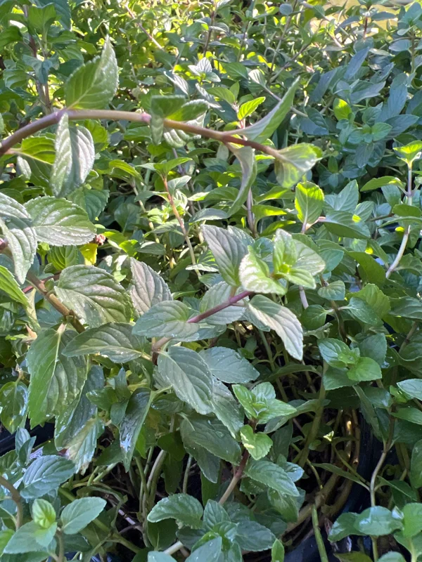 Chocolate Mint Live Plant – Mentha Piperita Citrata – 1 Gallon Pot – Fragrant Herb - Image 2
