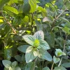 Chocolate Mint Live Plant – Mentha Piperita Citrata – 1 Gallon Pot – Fragrant Herb - Image 1